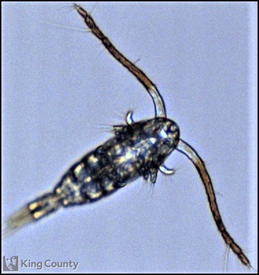 Photo of Calanoida